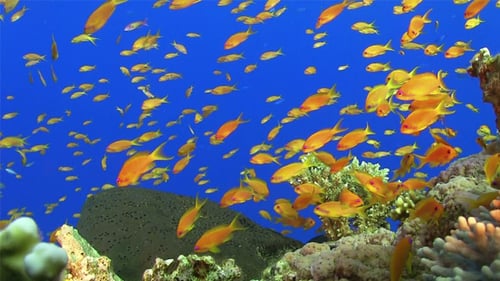 Colorful Fish on Vibrant Coral Reef 723