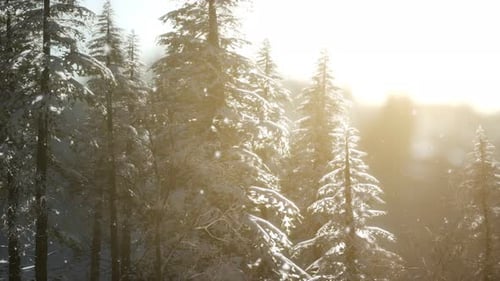 Herrliche Weihnachtsszene im Bergwald. Bunter Wintersonnenaufgang