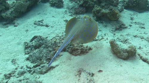 Blue Spotted Stingray Under the Coral Reef 741