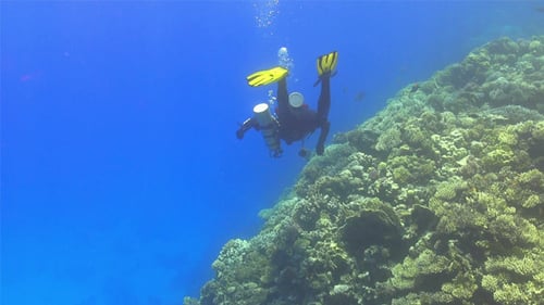 Diver Make to Dive in Coral Reef 745