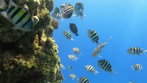 Tropical Fish on Vibrant Coral Reef 750