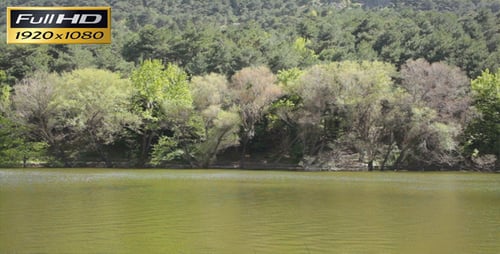 Green Lake In The Forest
