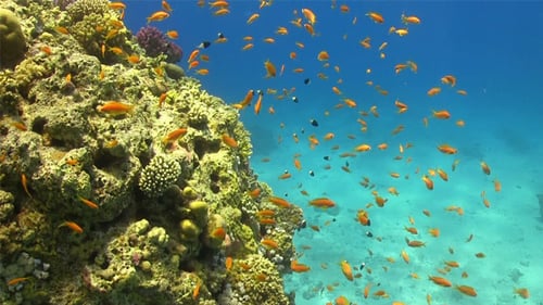 Tropical Fish on Vibrant Coral Reef 756