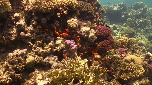 Tropical Fish on Vibrant Coral Reef 758