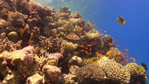 Colorful Fish on Vibrant Coral Reef 760