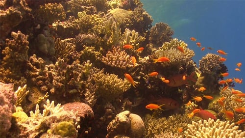 Colorful Fish on Vibrant Coral Reef 761