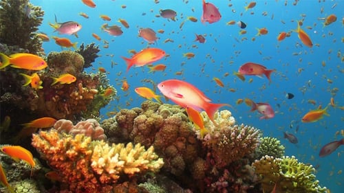 Colorful Fish on Vibrant Coral Reef 771