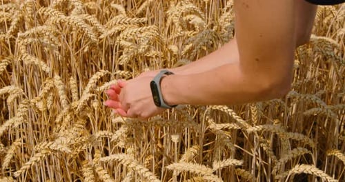Human Hands in Wheat Field Holds Grains