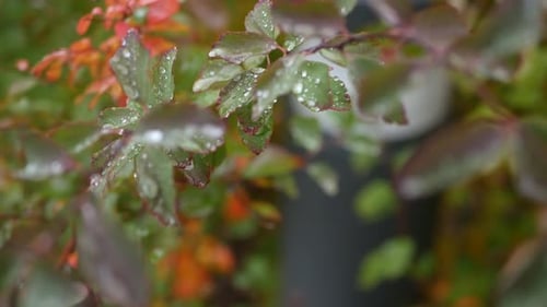 Close Up of Wet Colorful Plant Leaves