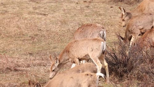 A herd of deer grazing in the Rocky Mountain National Park
