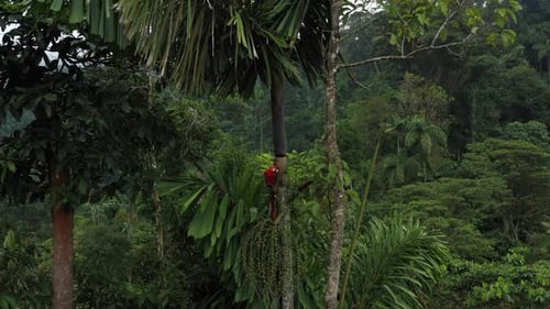 Nahaufnahme eines Ara-Aras in einer Palme und der Enthüllung des umliegenden tropischen Amazonas-Regenwaldes