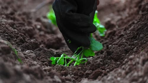 Hands Planting Seedling in Rich Soil