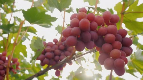 Sunlit Bunches of Grapes in Vineyard