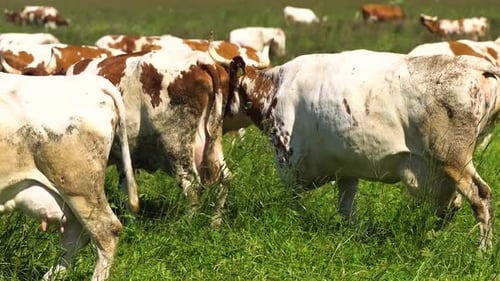 Cows Grazing Peacefully in Green Rural Pasture