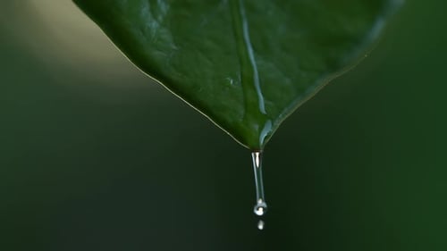 Water Droplet Hanging from Green Leaf Tip