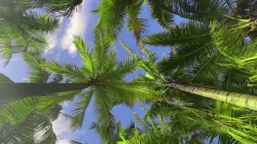 Background of Tropical Palm Tree Leaves Swaying in the Breeze and the Way Sunlight and Shadow is