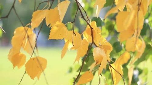 Golden Branch on the Birch Tree Sways with the Wind Closeup