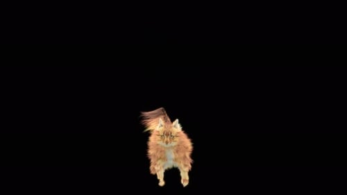 Katze 4K