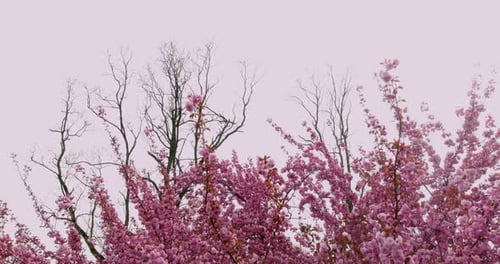 Spring Sunny Day Beautiful Nature Scene with Blooming Flowers Sakura Tree