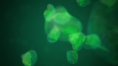 Abstract Green Fluid Microscopic Cells Flowing Background Animation