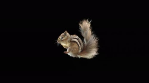 Chipmunk Tanzen 4K