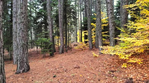 Dry Autumn leaves on Pristine Natural Forest Floor
