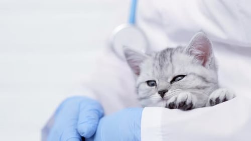 Veterinarian Doctor with Small Sleeping Gray Scottish Kitten in His Arms in Medical Animal Clinic