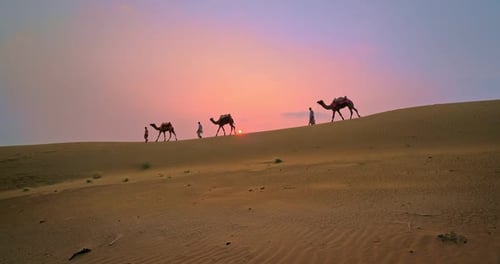 Cameliers indiens (chameliers) Bédouins avec des chameaux dans les dunes de sable du désert du Thar au coucher du soleil. Caravane