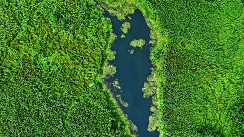 Grünalgen am Fluss im Frühling. Luftaufnahme von Wildtieren.