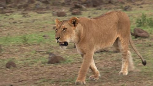Lioness walking on the savanna