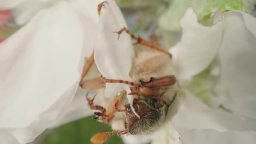 Maybug isst Apfelbaum-Blütenblätter