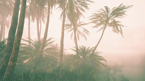 Misty Tropical Palm Trees in Hazy Landscape