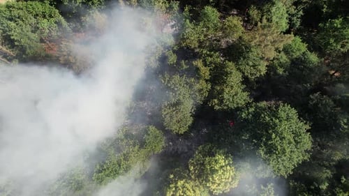 Environmental Damage. Forest Fire
