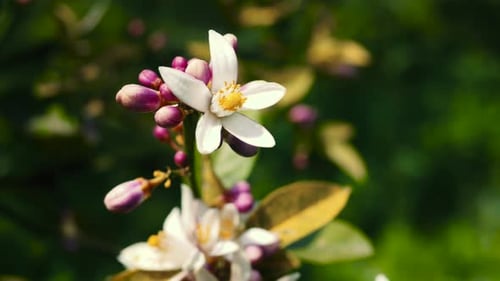 Flowering lemon tree. Lemon flowers closeup.