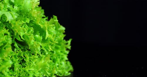 Fresh Green Lettuce Slowly Rotate.