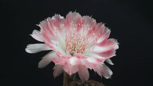 Pink Flower Blooming in Time Lapse