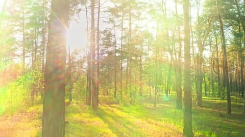 Forest Morning Sun Rays Light Jungle Green Grass Nature Wood Outdoor