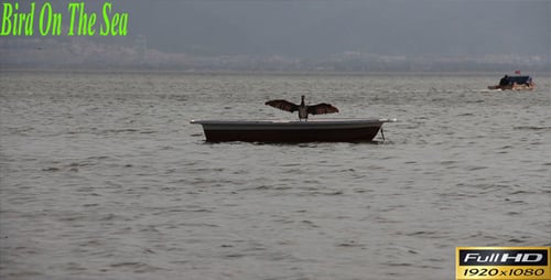 Bird On The Sea