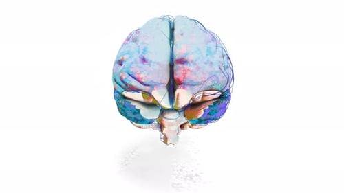 Hand drawn Human Brain 360 Loop