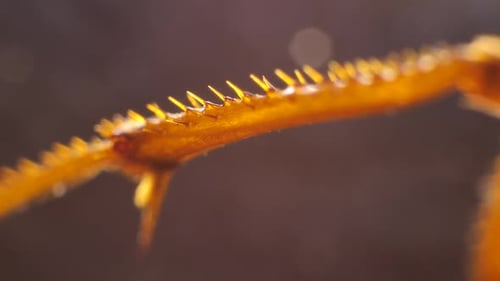 Beine eines Insekts