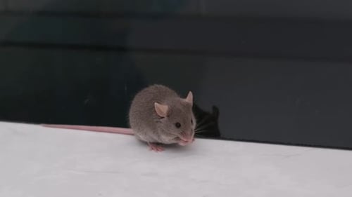 Laboratory Mouse