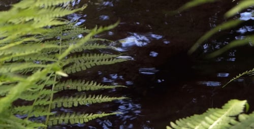 Farn und Wasser - 05