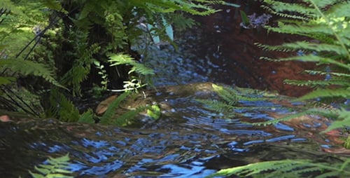 Farn und Wasser - 07