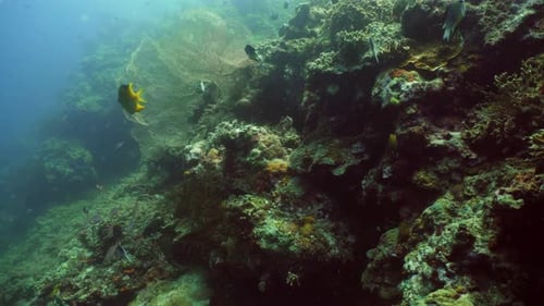 Korallenriff und tropische Fische