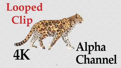 Jaguar Walk Cycle Side Angle 4k