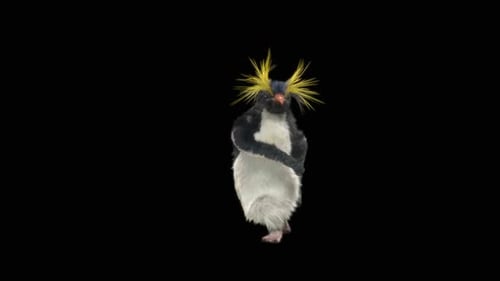 Animated Rockhopper Penguin Dances with Flapping Wings