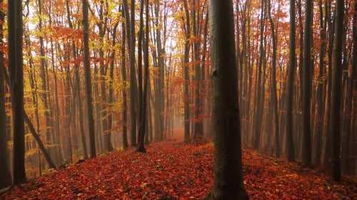 Blick auf einen magischen Herbst im Wald