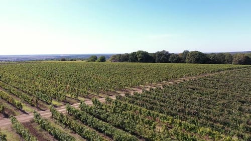 Above the Vines