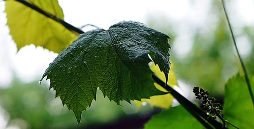 Weinblätter im Regen 1