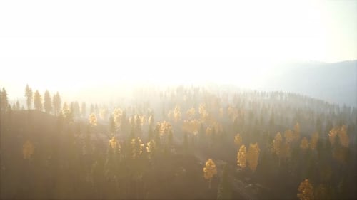 Sunlight in Spruce Forest in the Fog on the Background of Mountains at Sunset